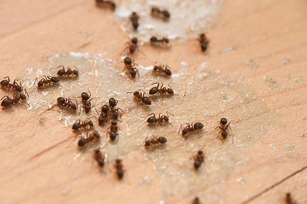 Best Affordable Pest Control Services  in Gillette, WY