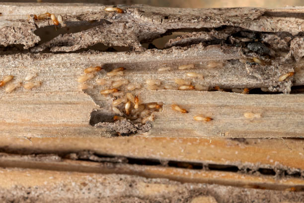  Gillette, WY Pest Control Pros