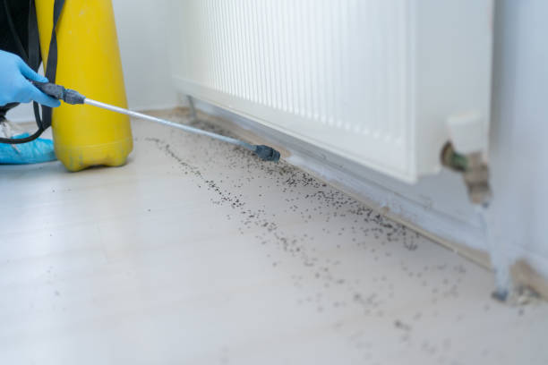 Best Affordable Pest Control Services  in Gillette, WY
